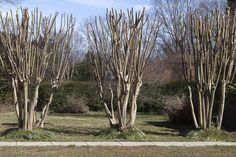 some very pretty trees in the middle of a grassy area with no leaves on them