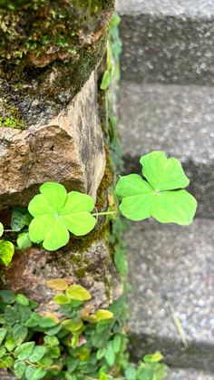 four leaf clovers growing out of the side of a stone wall next to steps