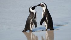 two penguins standing next to each other on the beach