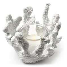 a candle holder made out of corals and seaweed on a white background photo