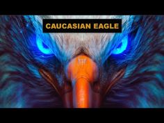 an eagle with blue eyes and the words causasian eagle on it's face