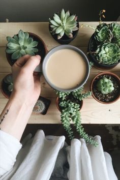 a person holding a cup of coffee next to succulents on a table