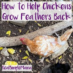 a chicken is standing on the ground next to a fallen tree branch with text overlay that reads how to help chickens grow feathers back