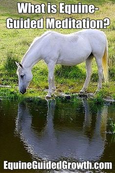 a horse drinking water from a pond with the caption what is equine guided meditation?