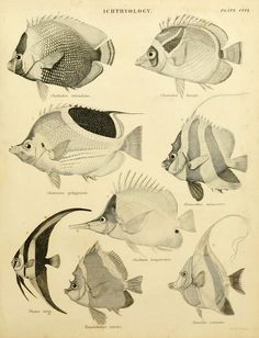 an old book with many different types of fish