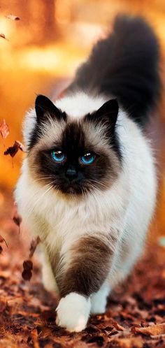 a cat with blue eyes walking through leaves