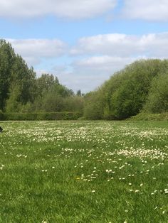 there is a man that is flying a kite in the sky over some grass and flowers