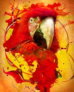 a red and yellow bird with paint splatters on it's face, in front of an orange background