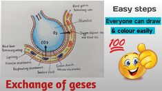 an image of the inside of a stomach and how it looks like in this graphic