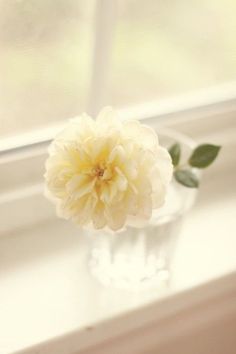 a white flower in a clear vase on a window sill