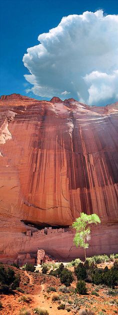 a lone tree sits in the middle of a desert landscape with red rock formations and blue sky