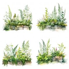 four watercolor paintings of plants and rocks