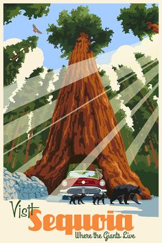 an advertisement for sequn, where the giant tree is located