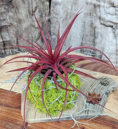 an air plant sitting on top of a piece of wood