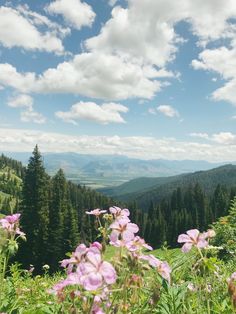 purple flowers are in the foreground with mountains in the background and clouds in the sky