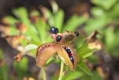 two bugs sitting on top of a flower