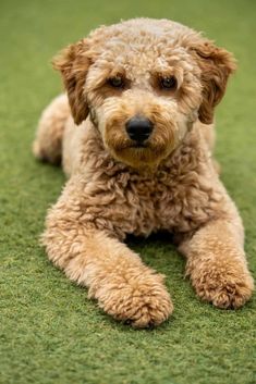 a small brown dog laying on top of a green carpet covered in lots of grass