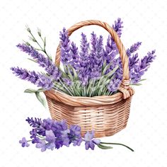 lavender flowers in a wicker basket on a white background watercolor painting by numbers