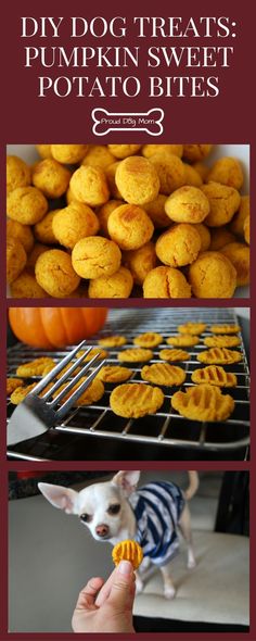 there is a dog that is eating some food on the grill and in front of it are pumpkins