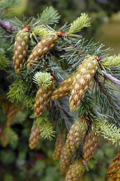 some pine cones are hanging from a tree