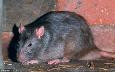 a rat sitting on the ground next to a brick wall