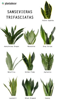 the different types of plants that are growing in spanish and english language, with their names