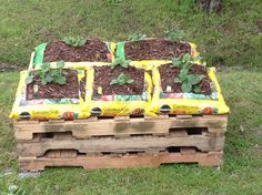 several wooden pallets filled with plants and dirt