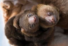 two baby sloths are cuddling together on the ground