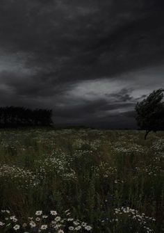 a field with flowers and trees under a dark sky in the distance is an ominous looking cloud