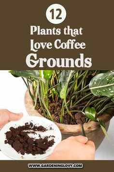 plants that love coffee grounds with text overlay reading 12 plants that love coffee grounds