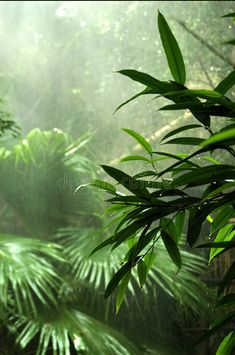 the sun shines through the leaves of trees in the jungle, as it is foggy