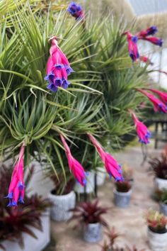 Your Ultimate Guide to Thriving Air Plants! Discover ideal conditions, watering techniques, and more. Let's nurture your Tillandsia Stricta effortlessly! IG Photo by: airplantalchemy A To Z, South America, Argentina