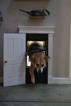 a dog is standing in an open door