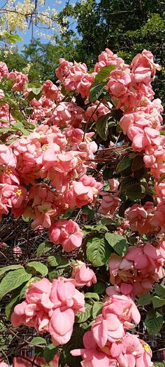 Pretty flowers