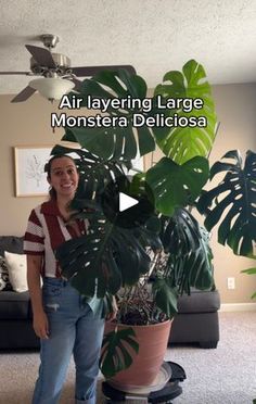 a woman standing in front of a houseplant with the words air layering large monstera deliciasa