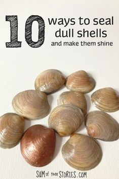 there are shells on the cover of this book