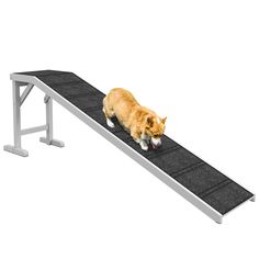 an orange cat walking down a ramp on top of a white bench with black carpet