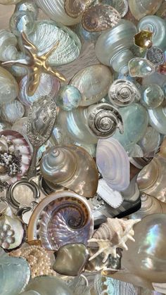 many different shells and seashells are grouped together