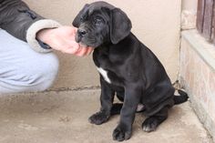 a black puppy is being fed by someone