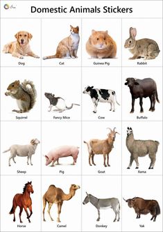 an image of domestic animals stickers