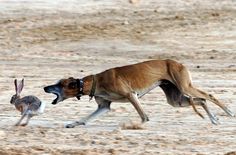 a dog chasing a rabbit in the desert