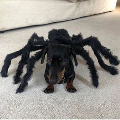 a black and brown dog sitting in front of a large spider