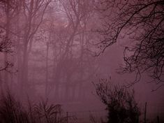 trees in the fog with no leaves on them