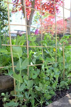 the garden is full of green plants growing in it's own fenced area