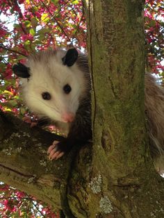 an opossmus climbing up the side of a tree