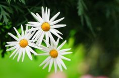 three white flowers with yellow centers on them