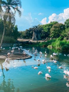 many flamingos are in the water near some palm trees