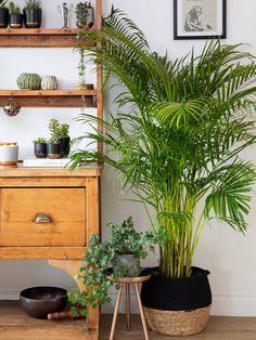 there is a potted plant next to a wooden shelf with other plants on it