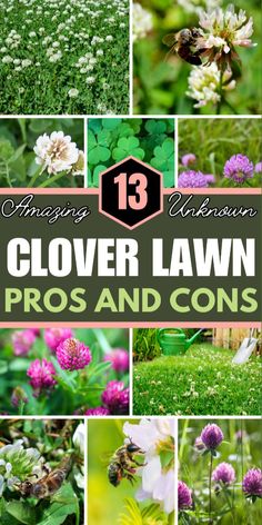 flowers and plants with the title 13 clover lawn pros and cons in them