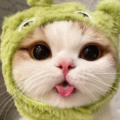 a white cat wearing a green hat and making a funny face